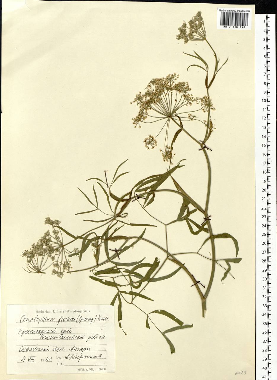 Cenolophium fischeri (Spreng.) W. D. J. Koch, Сибирь, Центральная Сибирь (S3) (Россия)
