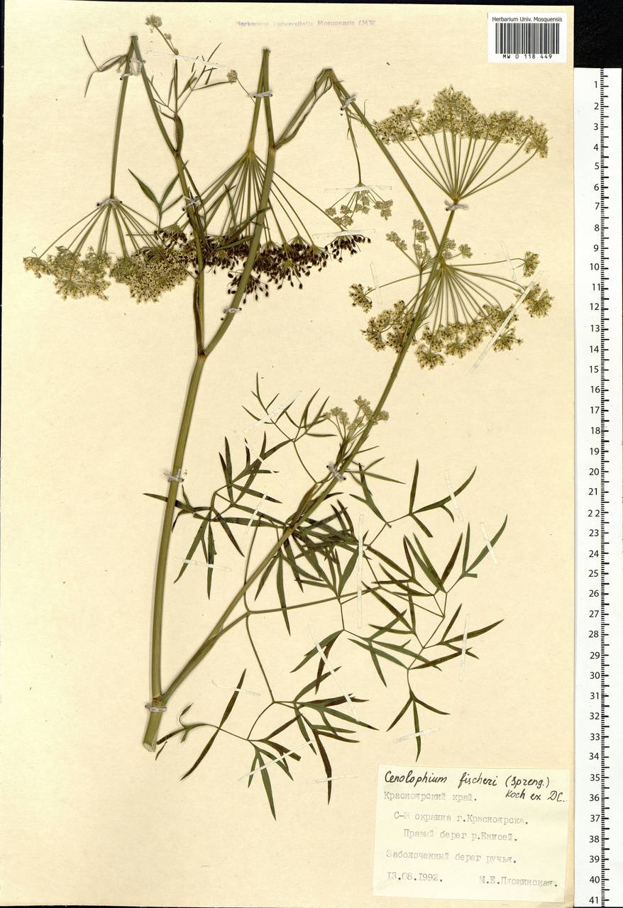 Cenolophium fischeri (Spreng.) W. D. J. Koch, Сибирь, Центральная Сибирь (S3) (Россия)