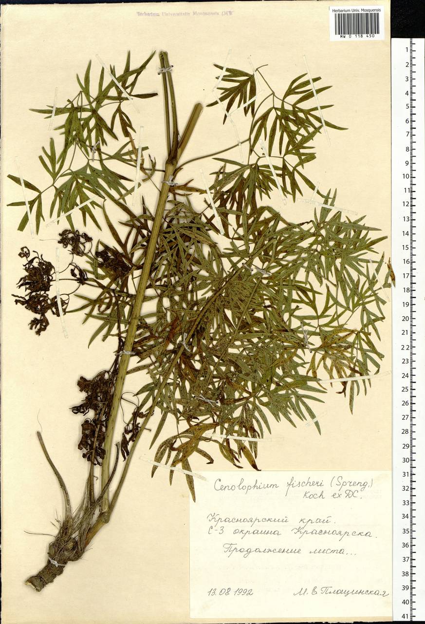 Cenolophium fischeri (Spreng.) W. D. J. Koch, Сибирь, Центральная Сибирь (S3) (Россия)