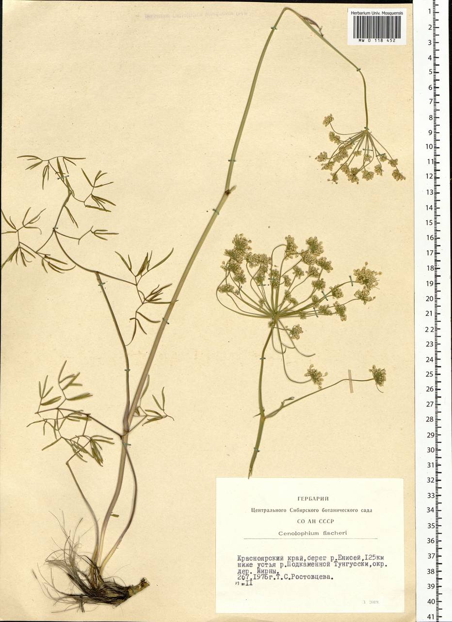 Cenolophium fischeri (Spreng.) W. D. J. Koch, Сибирь, Центральная Сибирь (S3) (Россия)