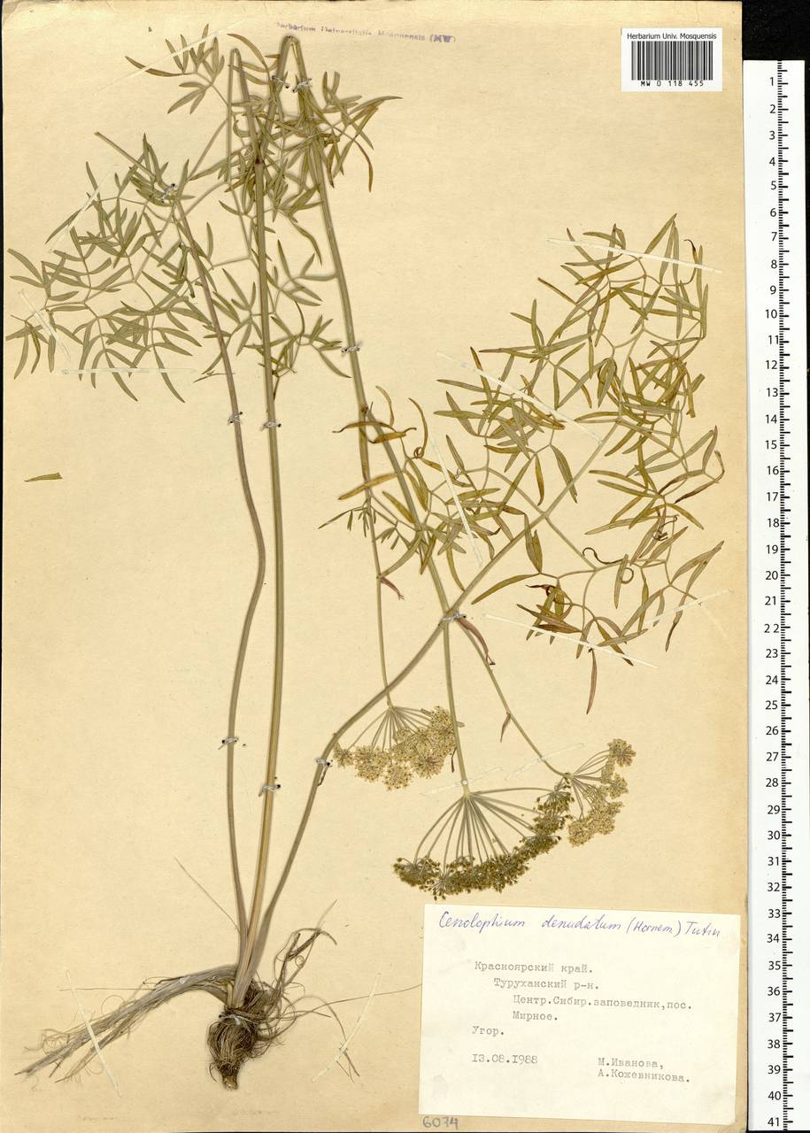Cenolophium fischeri (Spreng.) W. D. J. Koch, Сибирь, Центральная Сибирь (S3) (Россия)