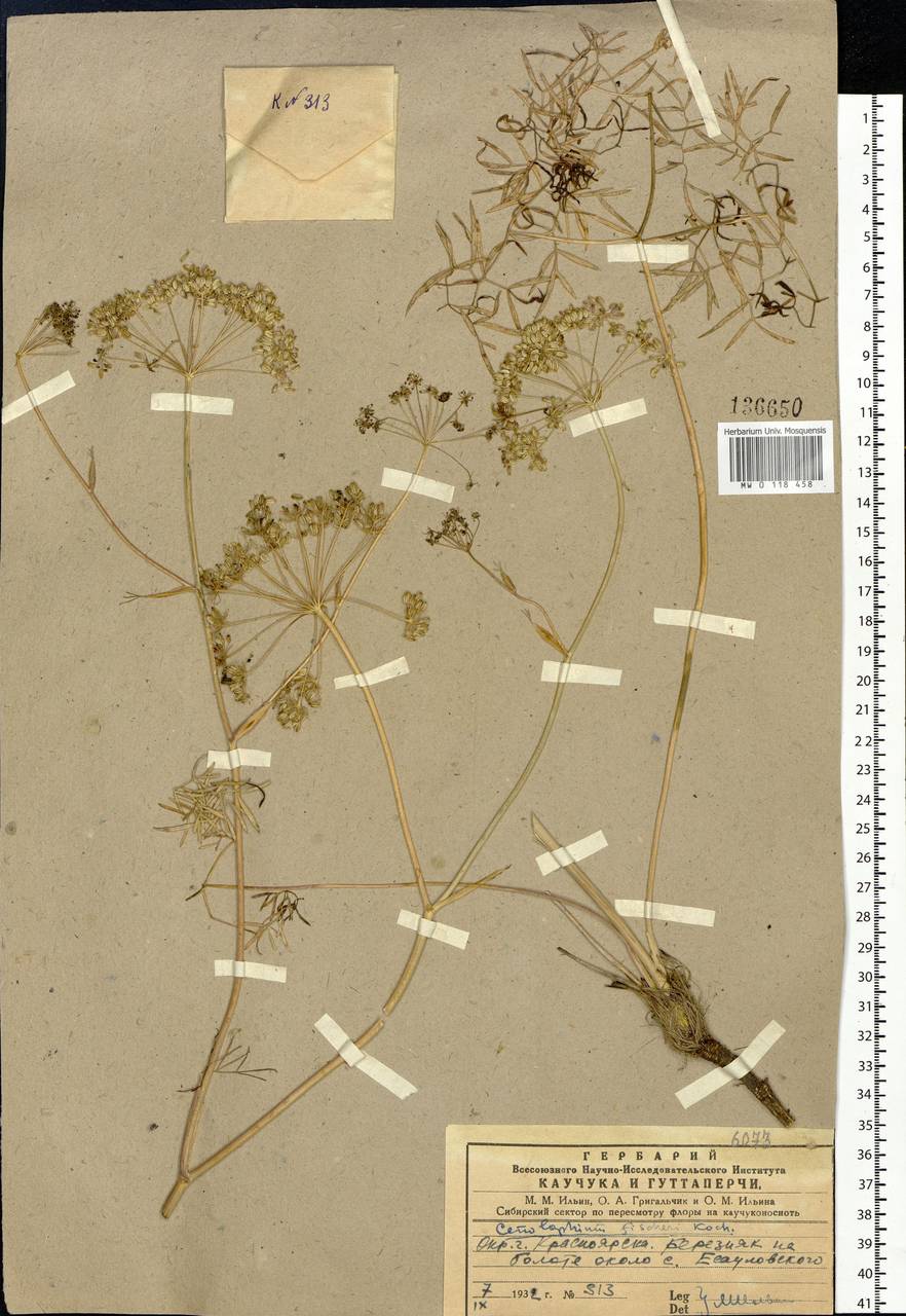 Cenolophium fischeri (Spreng.) W. D. J. Koch, Сибирь, Центральная Сибирь (S3) (Россия)