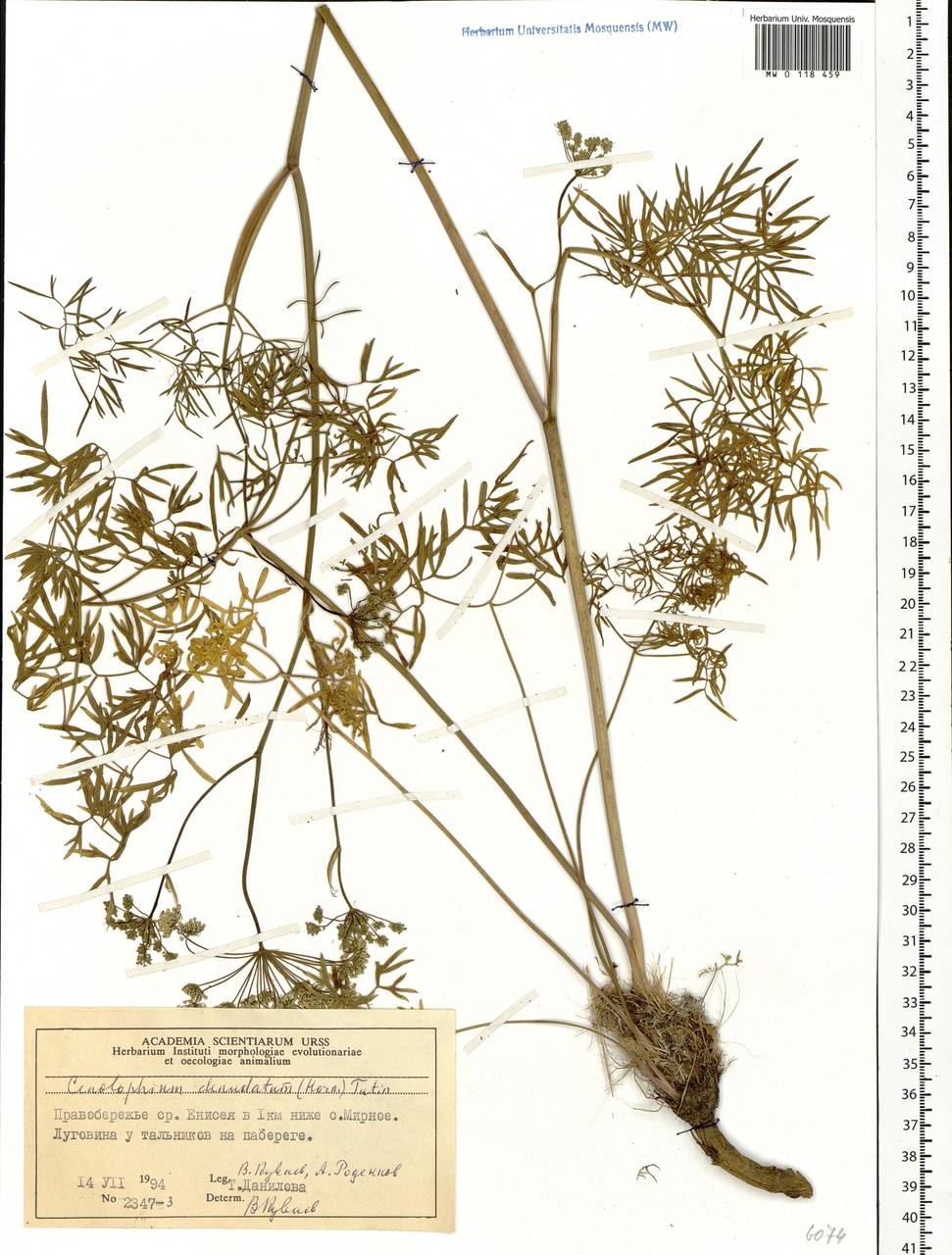 Cenolophium fischeri (Spreng.) W. D. J. Koch, Сибирь, Центральная Сибирь (S3) (Россия)