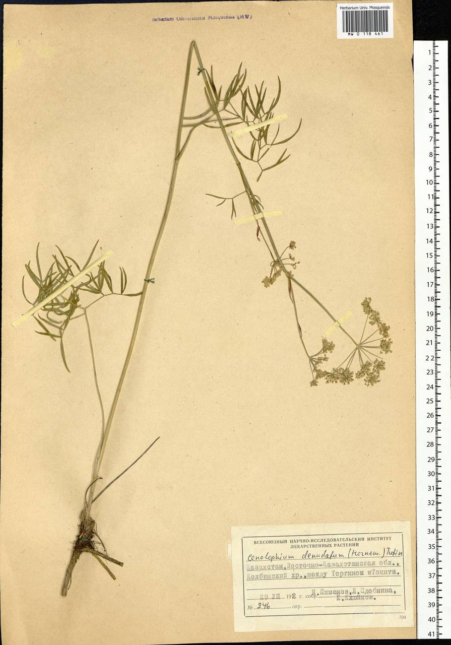 Cenolophium fischeri (Spreng.) W. D. J. Koch, Сибирь, Западный (Казахстанский) Алтай (S2a) (Казахстан)