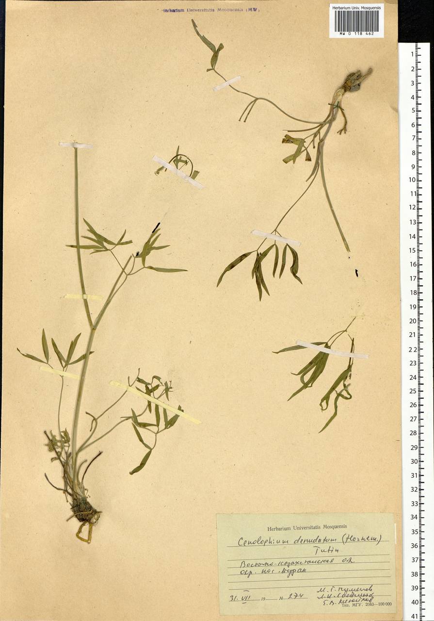 Cenolophium fischeri (Spreng.) W. D. J. Koch, Сибирь, Западный (Казахстанский) Алтай (S2a) (Казахстан)