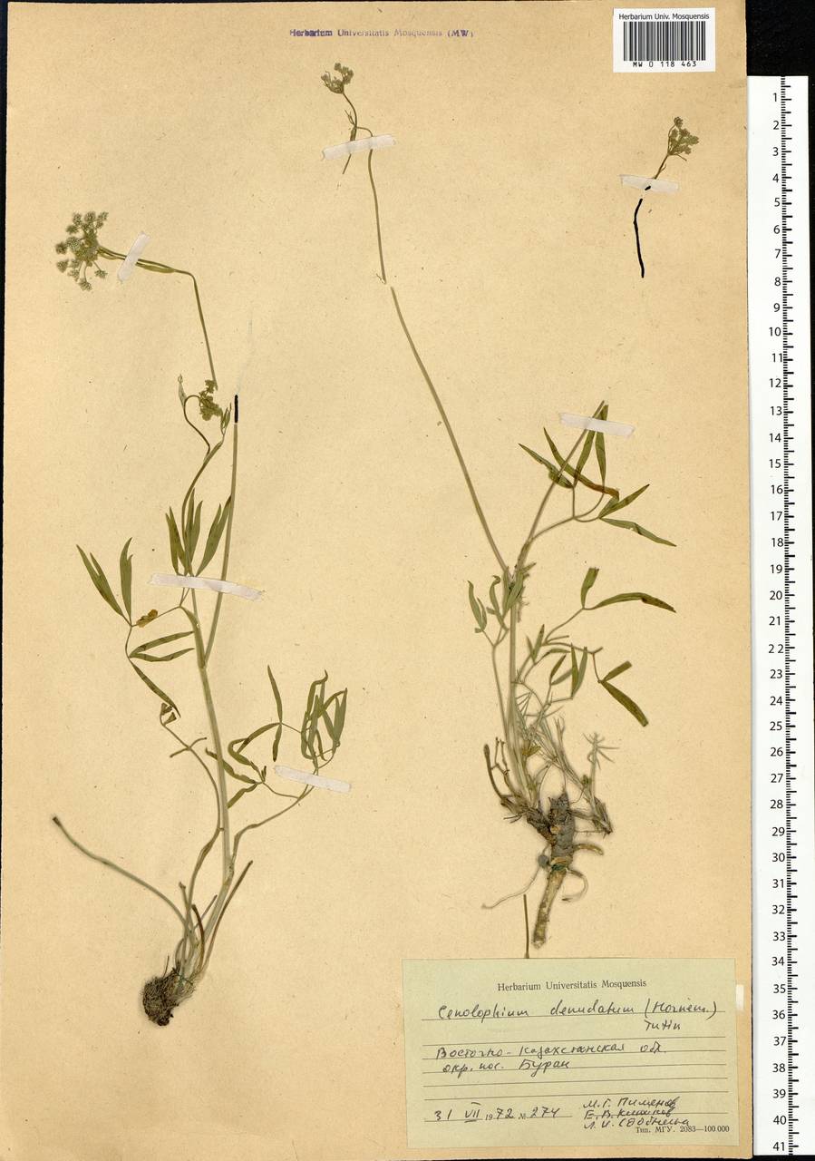 Cenolophium fischeri (Spreng.) W. D. J. Koch, Сибирь, Западный (Казахстанский) Алтай (S2a) (Казахстан)