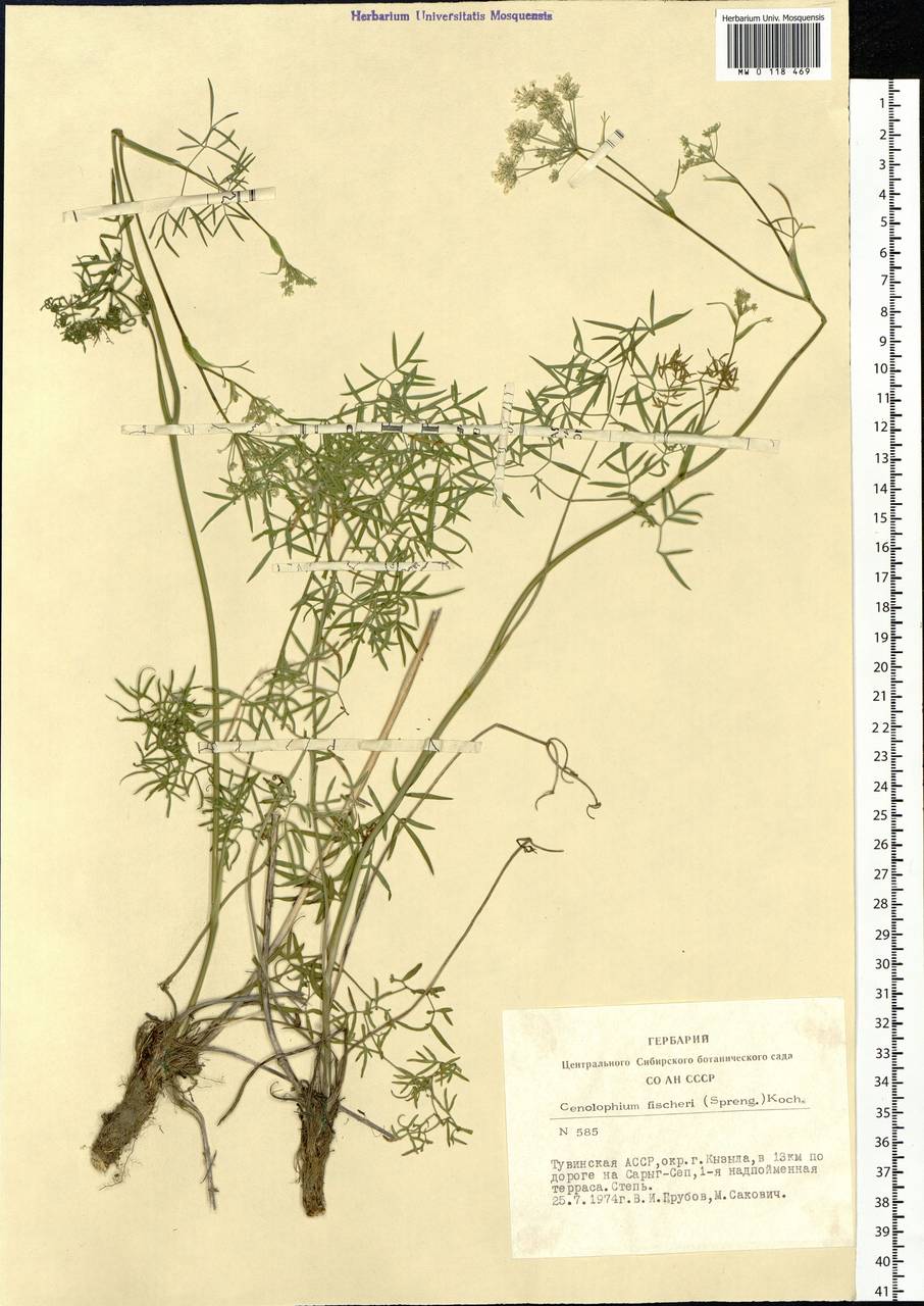 Cenolophium fischeri (Spreng.) W. D. J. Koch, Сибирь, Алтай и Саяны (S2) (Россия)