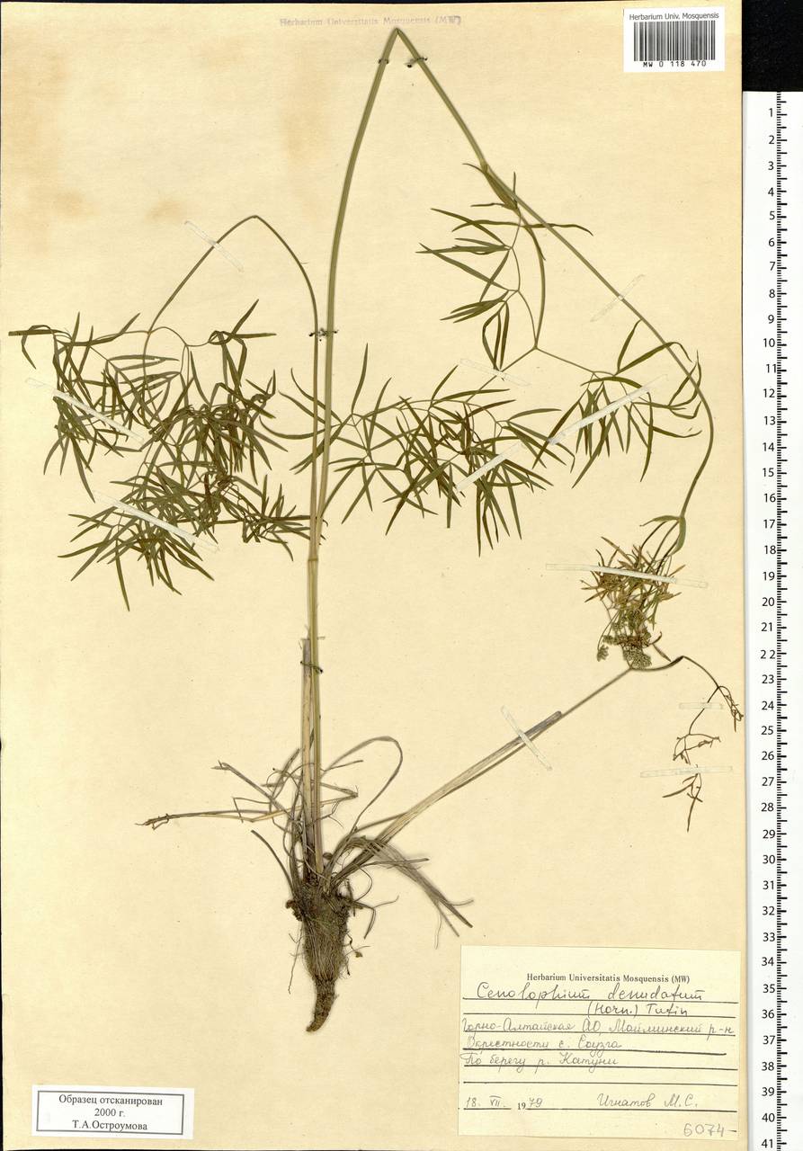 Cenolophium fischeri (Spreng.) W. D. J. Koch, Сибирь, Алтай и Саяны (S2) (Россия)