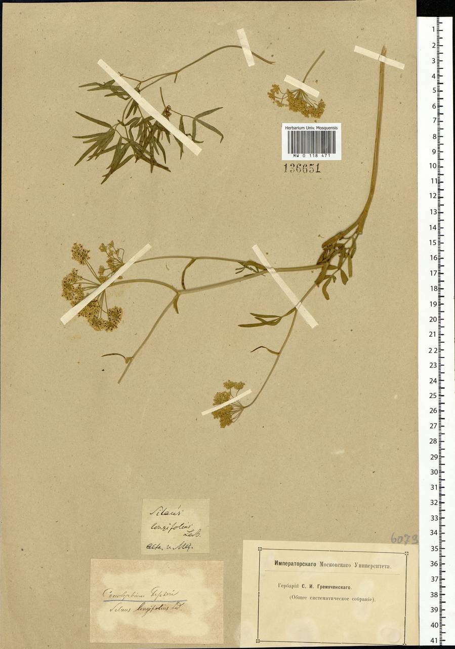Cenolophium fischeri (Spreng.) W. D. J. Koch, Сибирь, Алтай и Саяны (S2) (Россия)