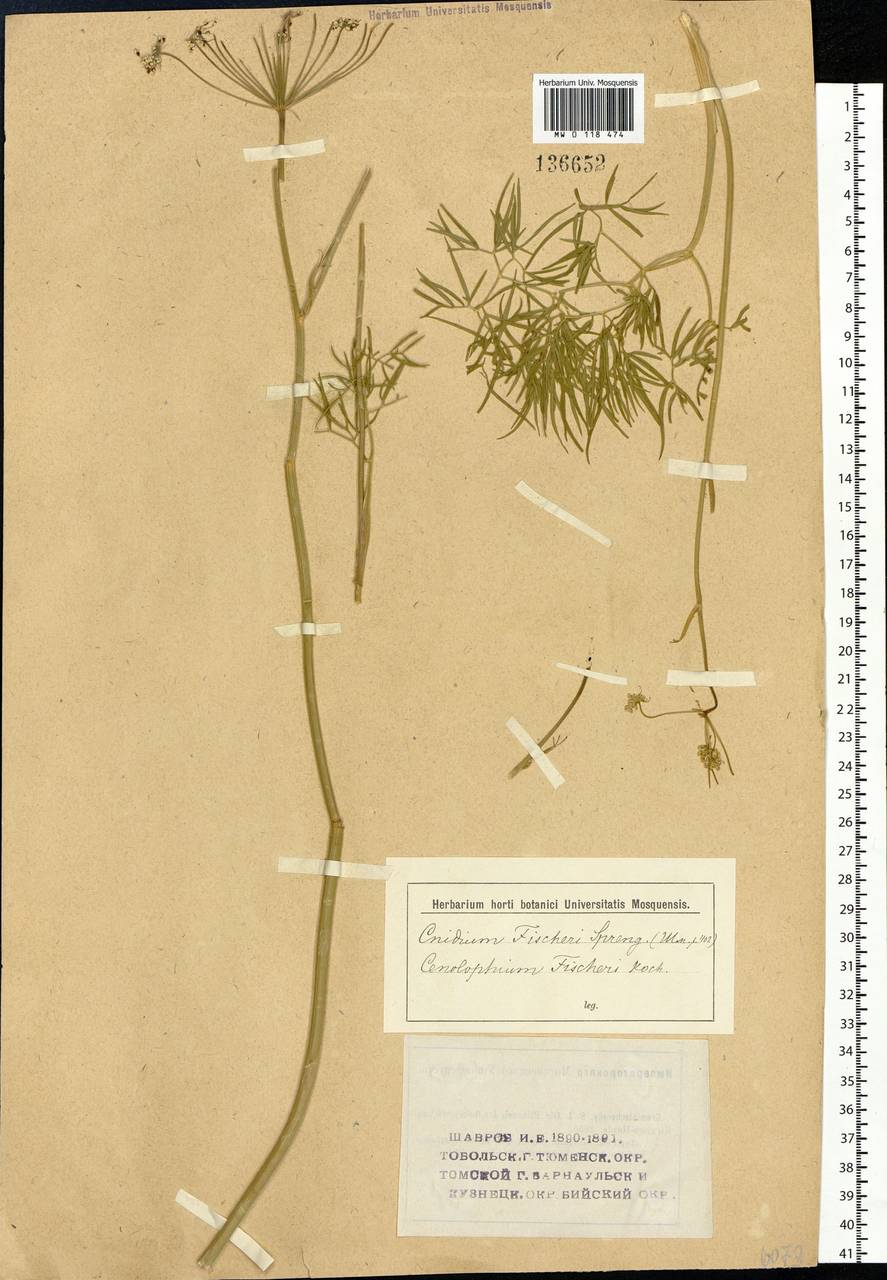 Cenolophium fischeri (Spreng.) W. D. J. Koch, Сибирь и Дальний Восток (без точных местонахождений) (S0) (Россия)