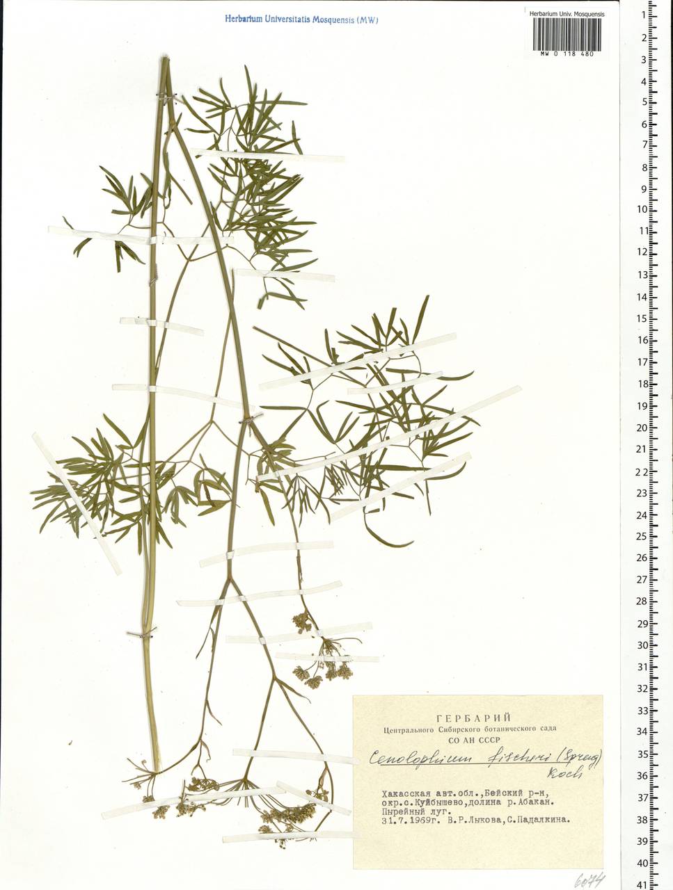 Cenolophium fischeri (Spreng.) W. D. J. Koch, Сибирь, Алтай и Саяны (S2) (Россия)