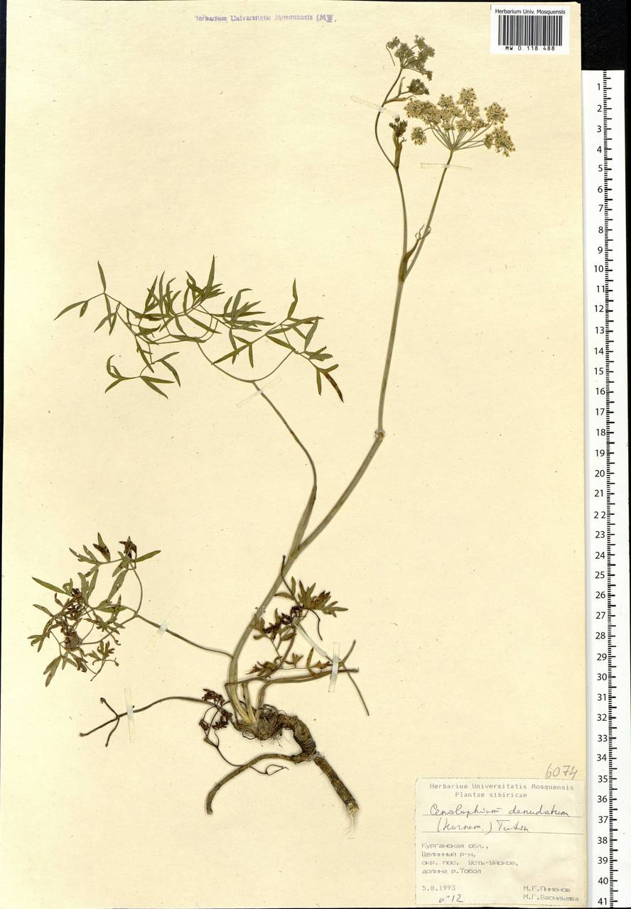 Cenolophium fischeri (Spreng.) W. D. J. Koch, Сибирь, Западная Сибирь (S1) (Россия)