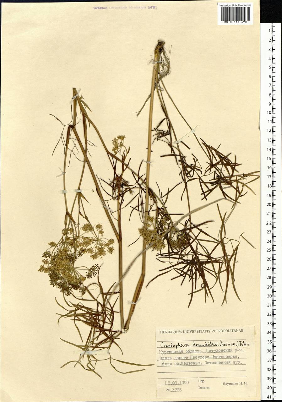 Cenolophium fischeri (Spreng.) W. D. J. Koch, Сибирь, Западная Сибирь (S1) (Россия)