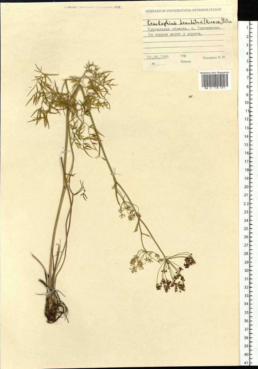 Cenolophium fischeri (Spreng.) W. D. J. Koch, Сибирь, Западная Сибирь (S1) (Россия)