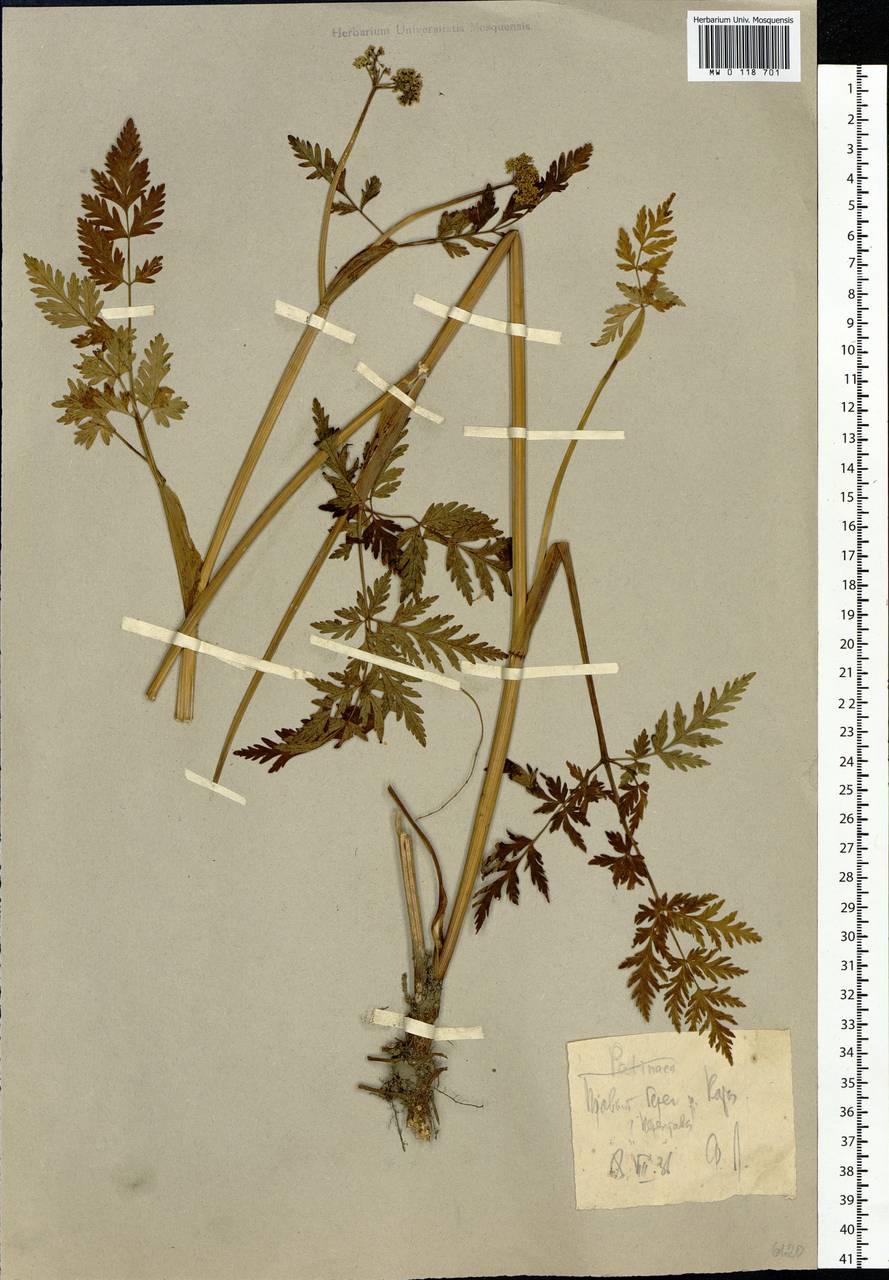 Hansenia mongolica Turcz., Сибирь, Западная Сибирь (S1) (Россия)