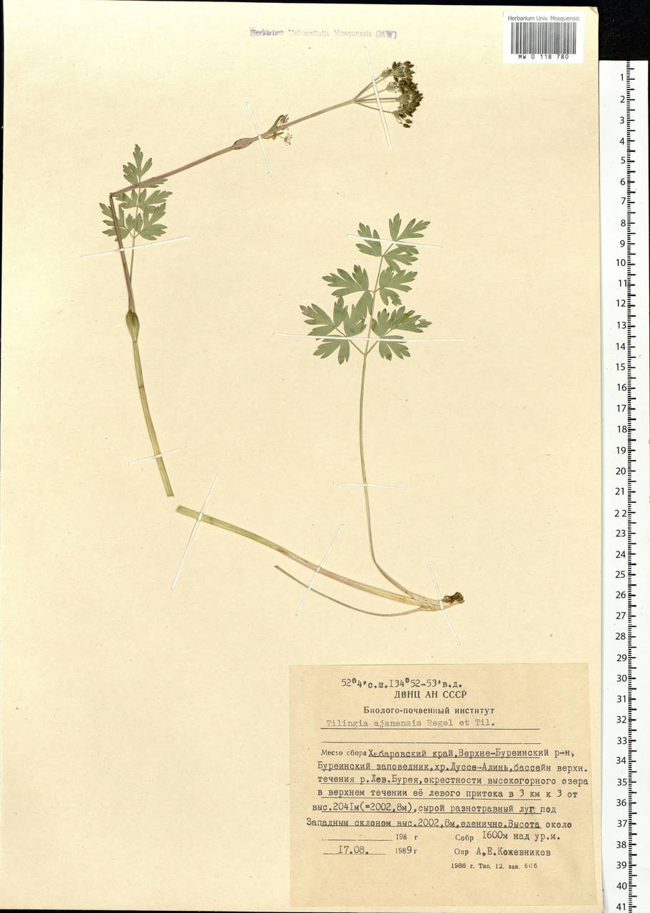 Тилингия аянская Regel & Tiling, Сибирь, Дальний Восток (S6) (Россия)