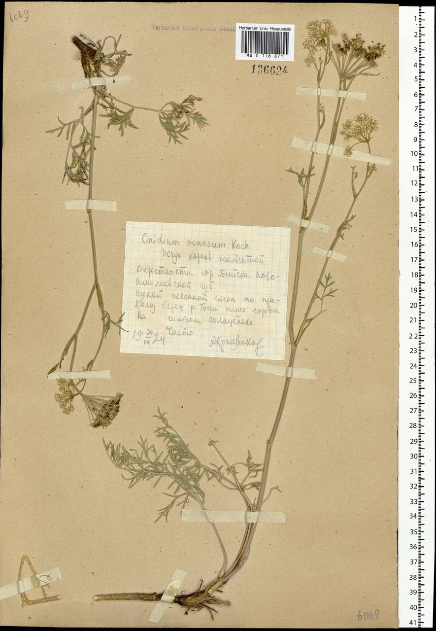 Кадения сомнительная (Schkuhr) Lavrova & V. N. Tikhom., Сибирь, Алтай и Саяны (S2) (Россия)