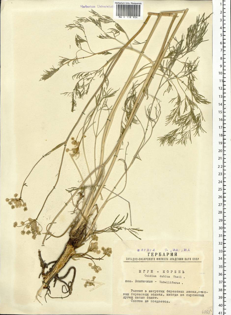 Кадения сомнительная (Schkuhr) Lavrova & V. N. Tikhom., Сибирь, Западная Сибирь (S1) (Россия)