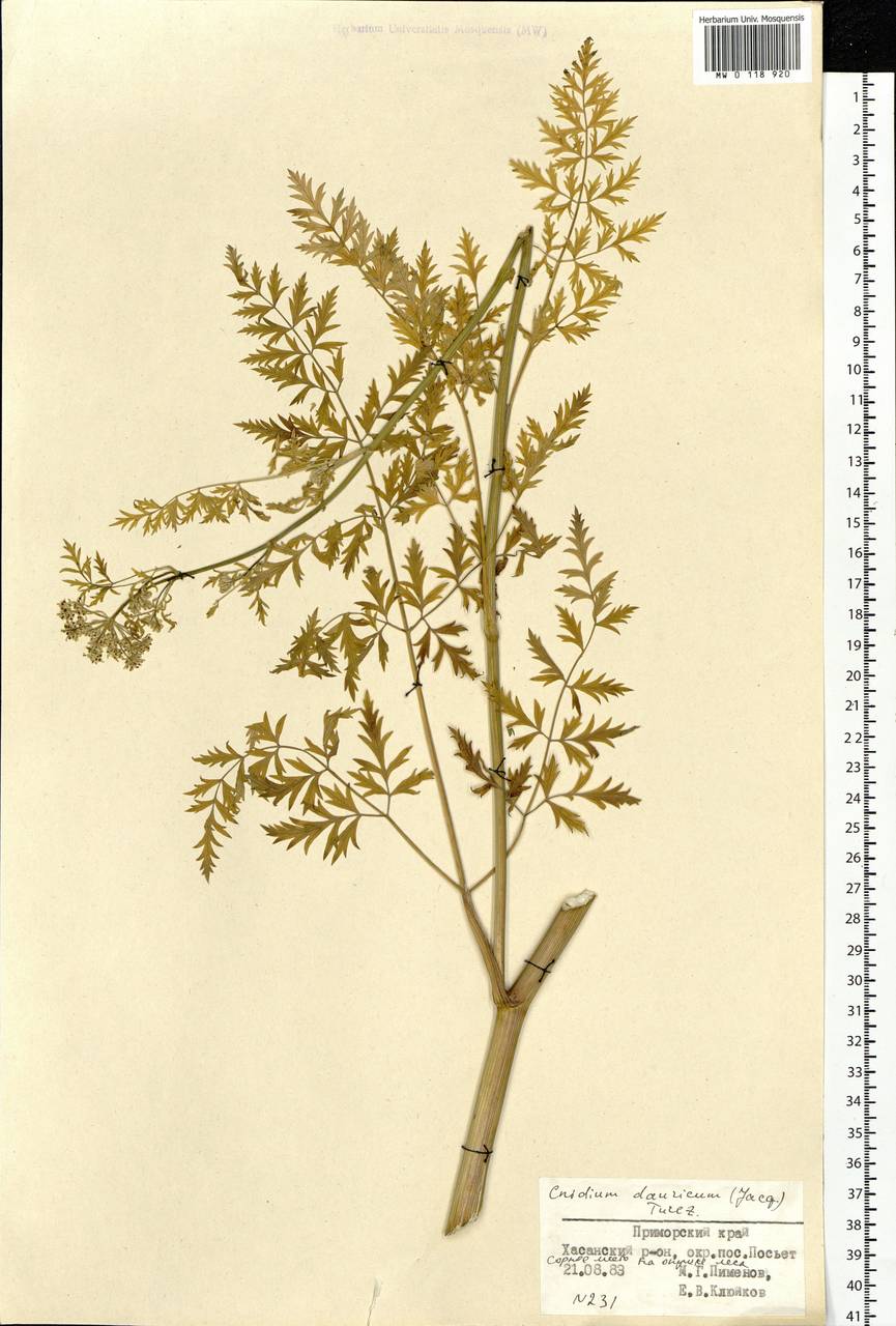 Cnidium dauricum (Jacq.) Turcz. ex Fisch. & C. A. Mey., Сибирь, Дальний Восток (S6) (Россия)