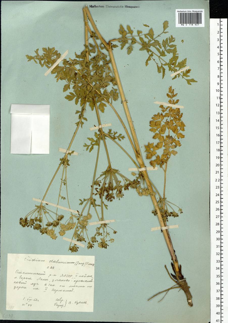 Cnidium dauricum (Jacq.) Turcz. ex Fisch. & C. A. Mey., Сибирь, Якутия (S5) (Россия)