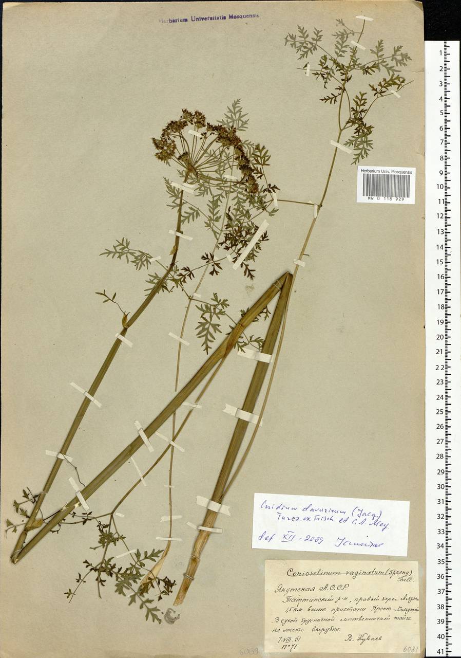 Cnidium dauricum (Jacq.) Turcz. ex Fisch. & C. A. Mey., Сибирь, Якутия (S5) (Россия)