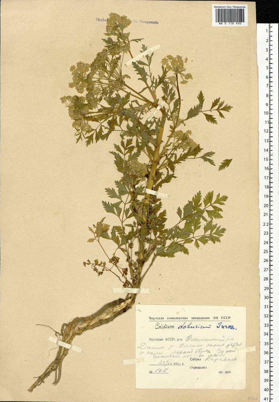 Cnidium dauricum (Jacq.) Turcz. ex Fisch. & C. A. Mey., Сибирь, Якутия (S5) (Россия)