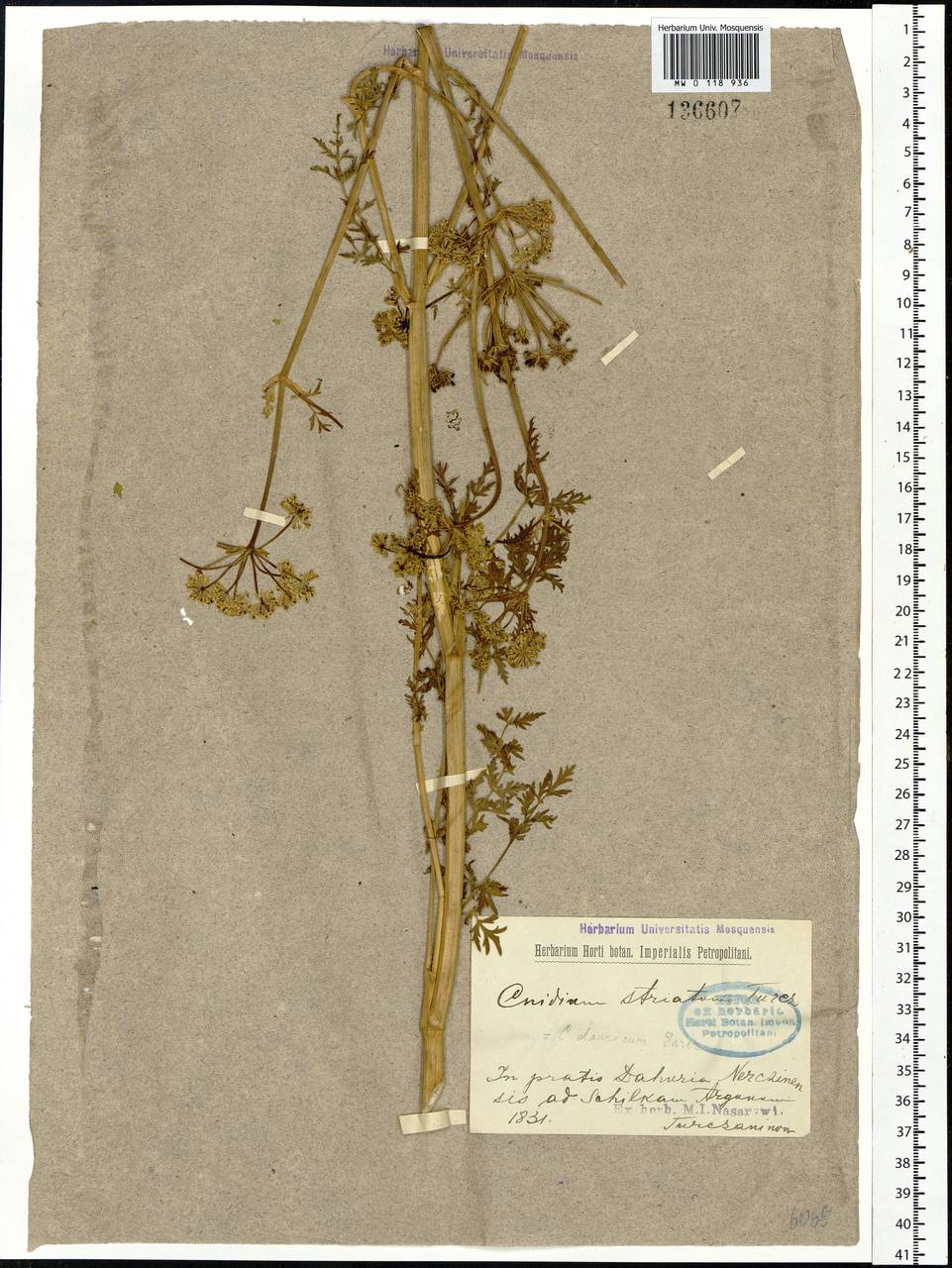 Cnidium dauricum (Jacq.) Turcz. ex Fisch. & C. A. Mey., Сибирь, Прибайкалье и Забайкалье (S4) (Россия)