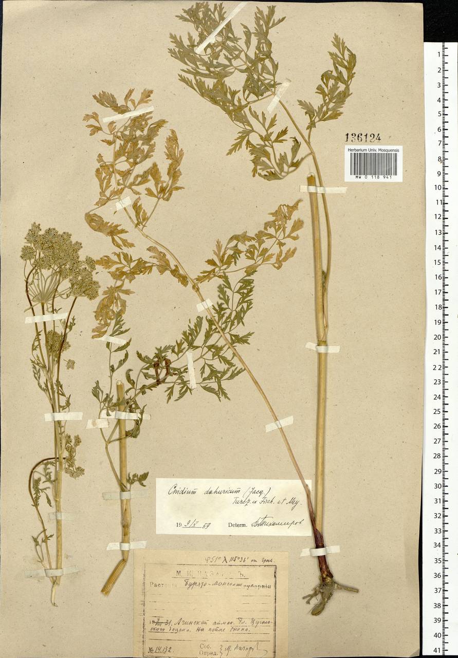 Cnidium dauricum (Jacq.) Turcz. ex Fisch. & C. A. Mey., Сибирь, Прибайкалье и Забайкалье (S4) (Россия)