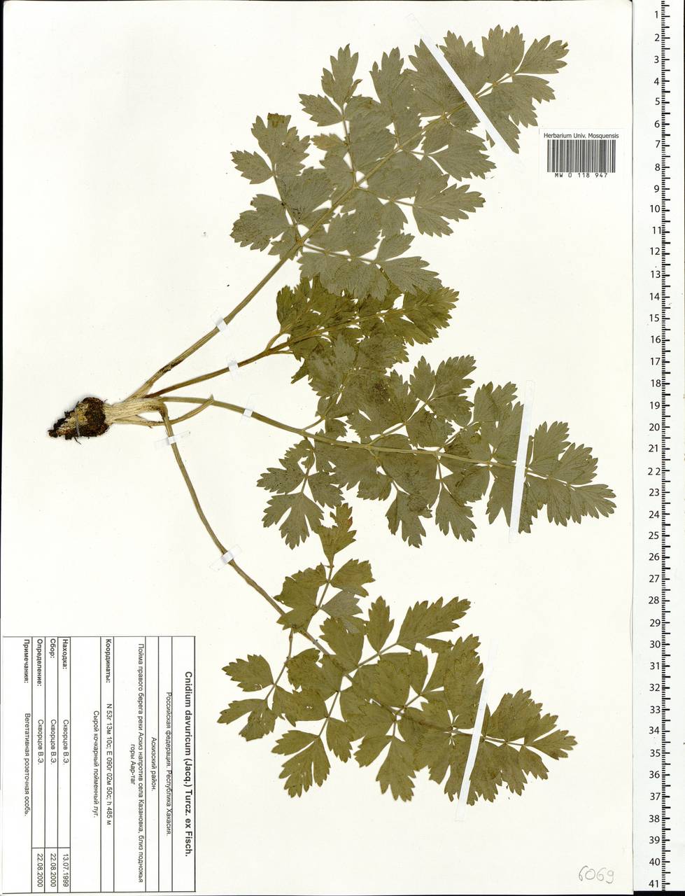 Cnidium dauricum (Jacq.) Turcz. ex Fisch. & C. A. Mey., Сибирь, Алтай и Саяны (S2) (Россия)