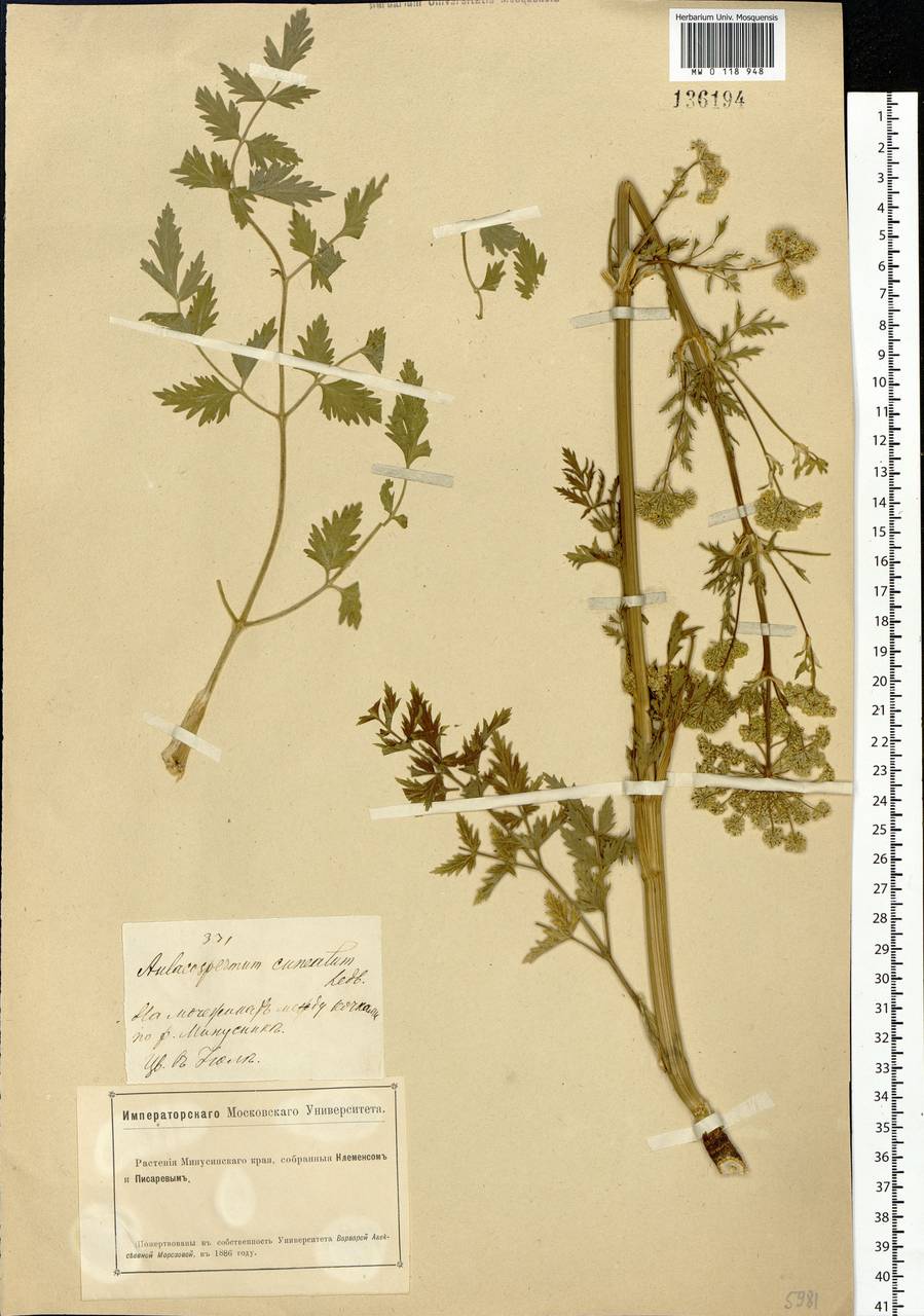 Cnidium dauricum (Jacq.) Turcz. ex Fisch. & C. A. Mey., Сибирь, Алтай и Саяны (S2) (Россия)