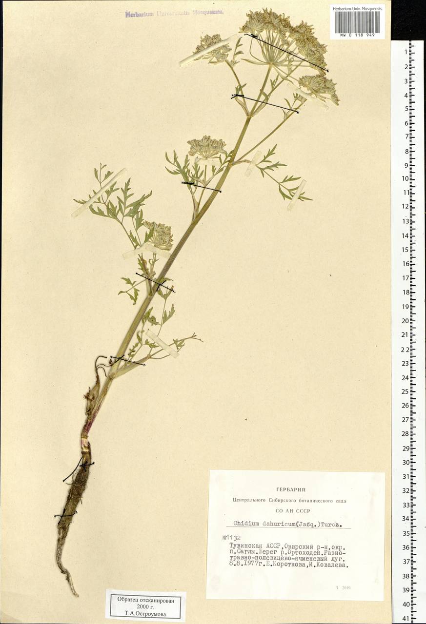 Cnidium dauricum (Jacq.) Turcz. ex Fisch. & C. A. Mey., Сибирь, Алтай и Саяны (S2) (Россия)