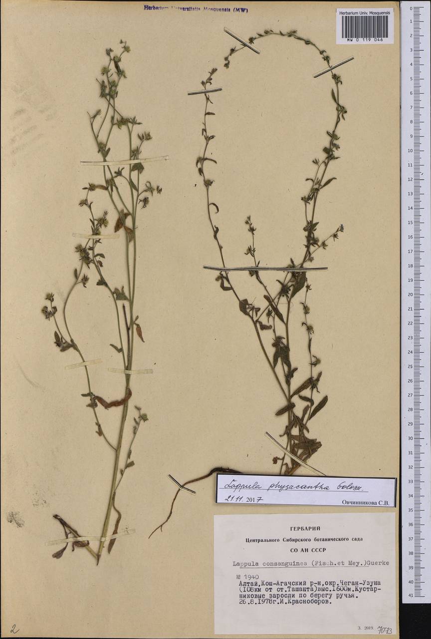 Lappula physacantha Golosk., Сибирь, Алтай и Саяны (S2) (Россия)