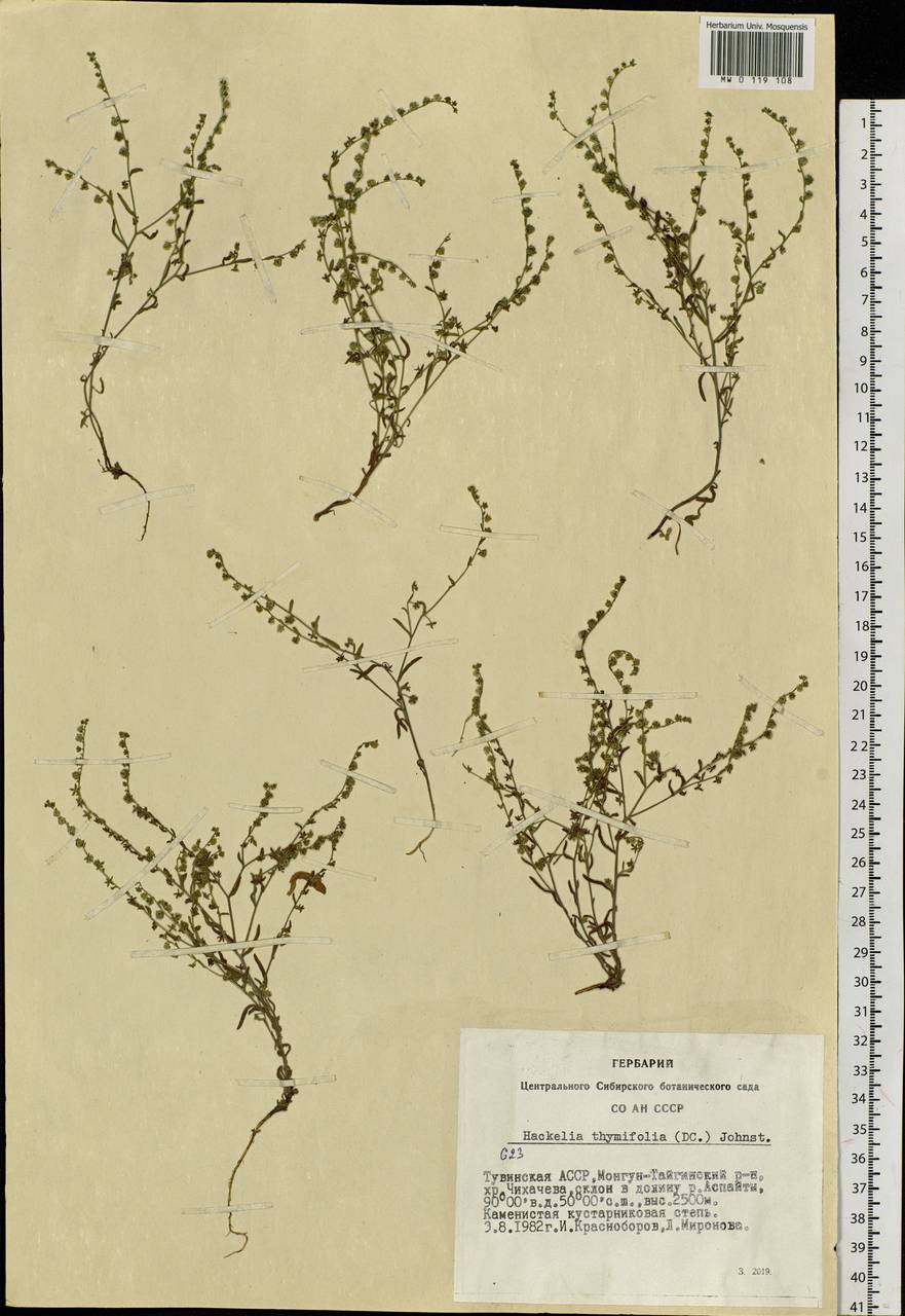 Гакелия тимьянолистная (A. DC.) I. M. Johnst., Сибирь, Алтай и Саяны (S2) (Россия)