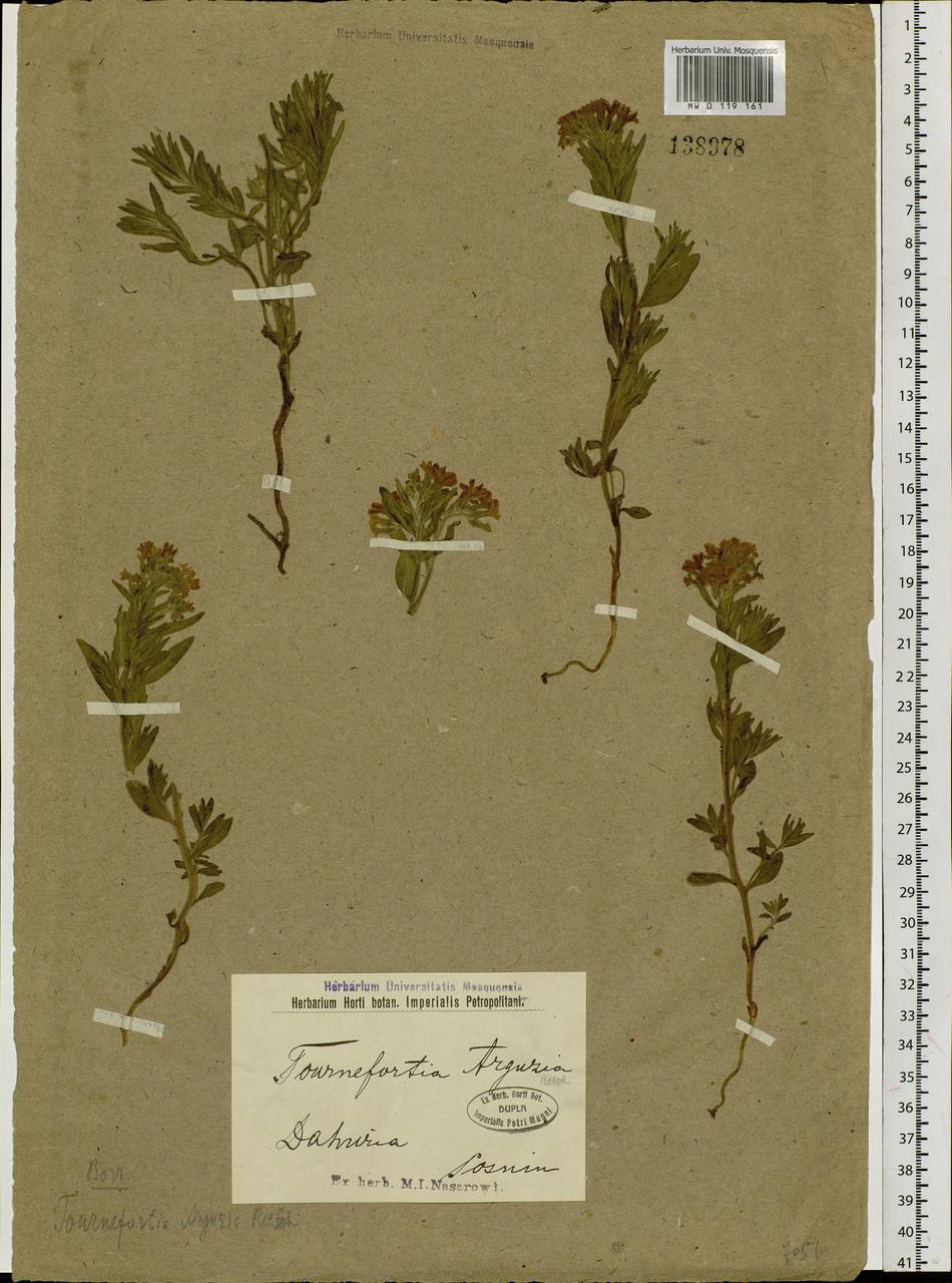 Heliotropium sibiricum (L.) J. I. M. Melo, Сибирь, Прибайкалье и Забайкалье (S4) (Россия)
