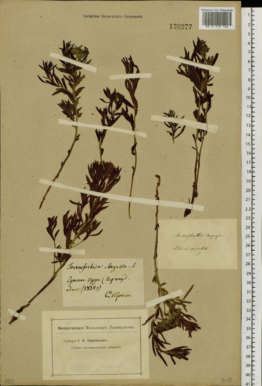 Heliotropium sibiricum (L.) J. I. M. Melo, Сибирь, Прибайкалье и Забайкалье (S4) (Россия)