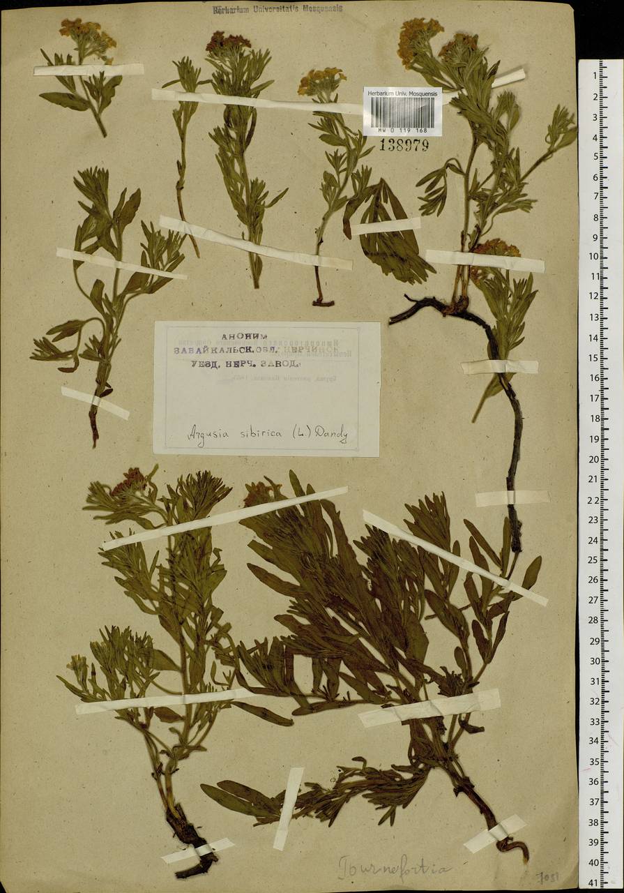 Heliotropium sibiricum (L.) J. I. M. Melo, Сибирь, Прибайкалье и Забайкалье (S4) (Россия)