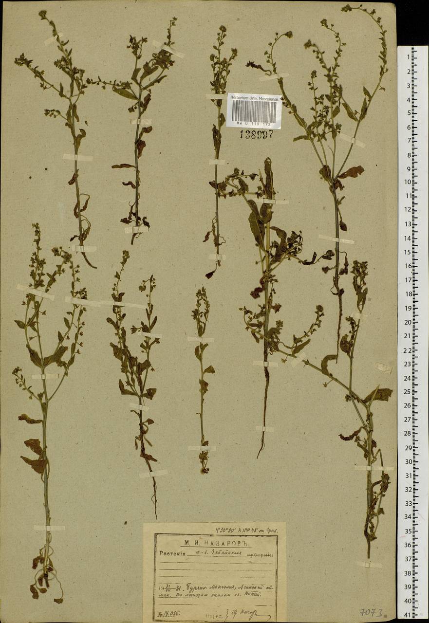 Boraginaceae, Сибирь, Прибайкалье и Забайкалье (S4) (Россия)