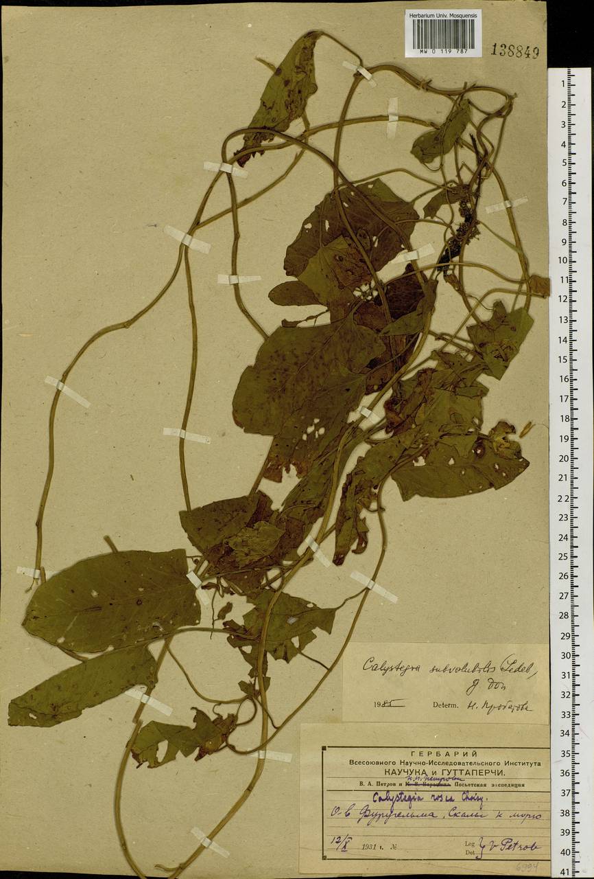 Calystegia pellita subsp. pellita, Сибирь, Дальний Восток (S6) (Россия)