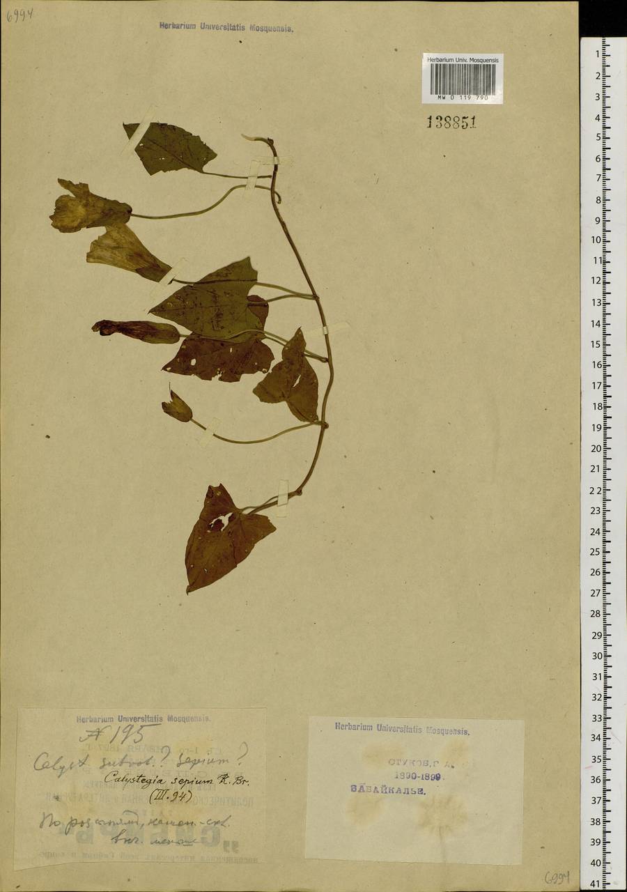 Calystegia pellita subsp. pellita, Сибирь, Прибайкалье и Забайкалье (S4) (Россия)