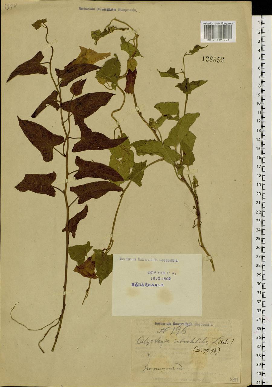 Calystegia pellita subsp. pellita, Сибирь, Прибайкалье и Забайкалье (S4) (Россия)
