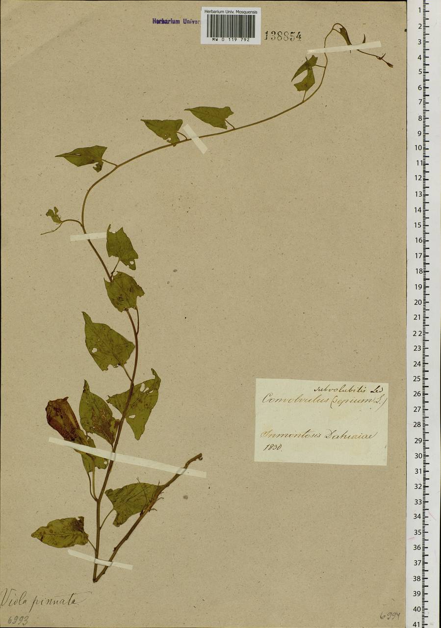 Calystegia pellita subsp. pellita, Сибирь, Прибайкалье и Забайкалье (S4) (Россия)