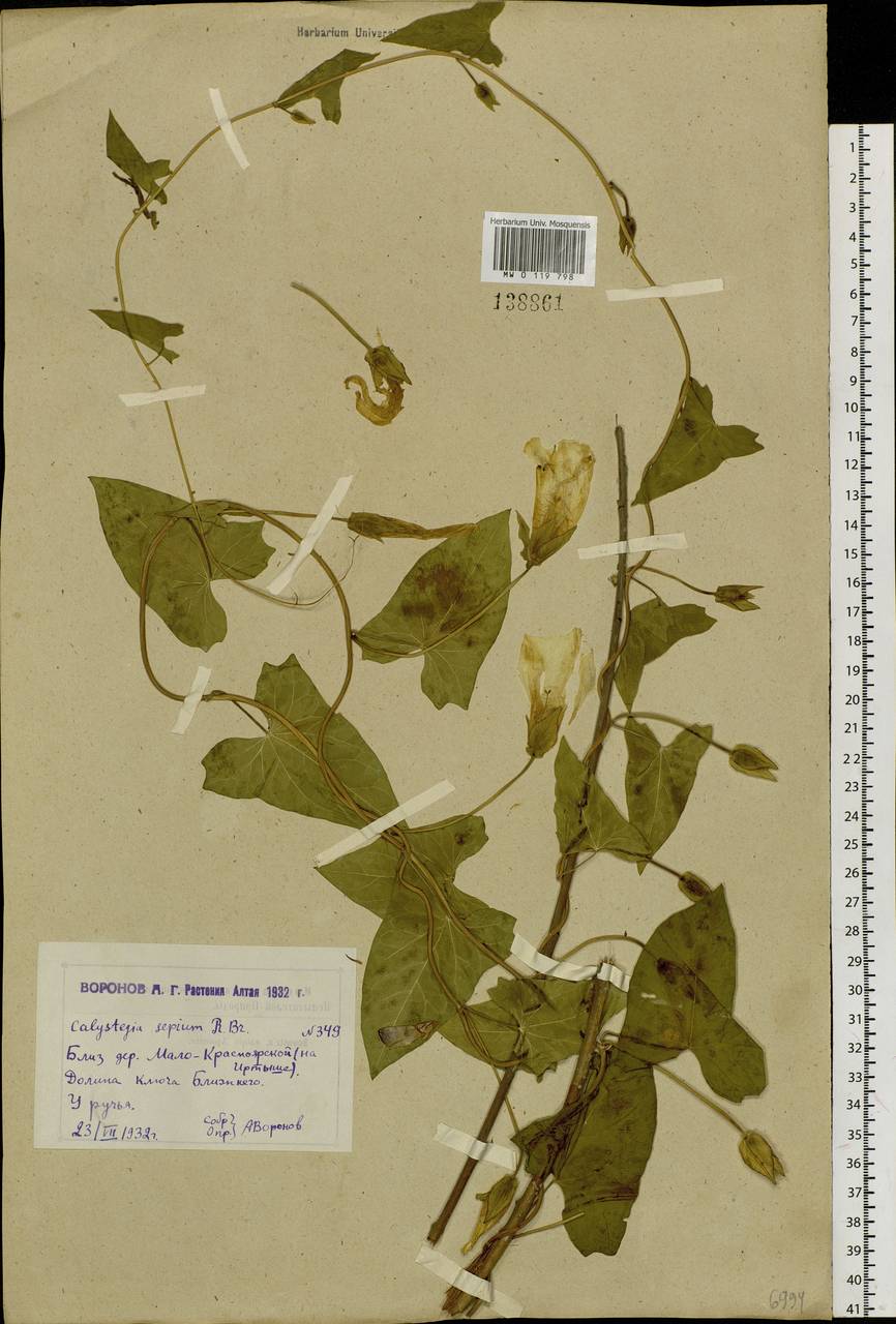 Повой заборный (L.) R. Br., Сибирь, Западный (Казахстанский) Алтай (S2a) (Казахстан)