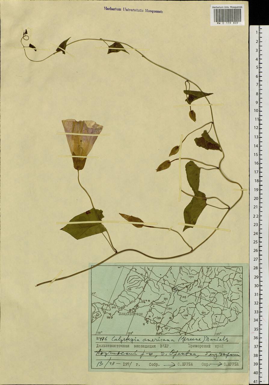 Calystegia sepium subsp. americana (Sims) Brummitt, Сибирь, Дальний Восток (S6) (Россия)