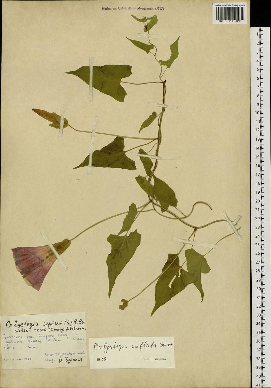 Calystegia sepium subsp. americana (Sims) Brummitt, Сибирь, Дальний Восток (S6) (Россия)