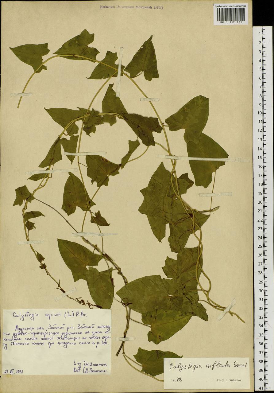 Calystegia sepium subsp. americana (Sims) Brummitt, Сибирь, Дальний Восток (S6) (Россия)