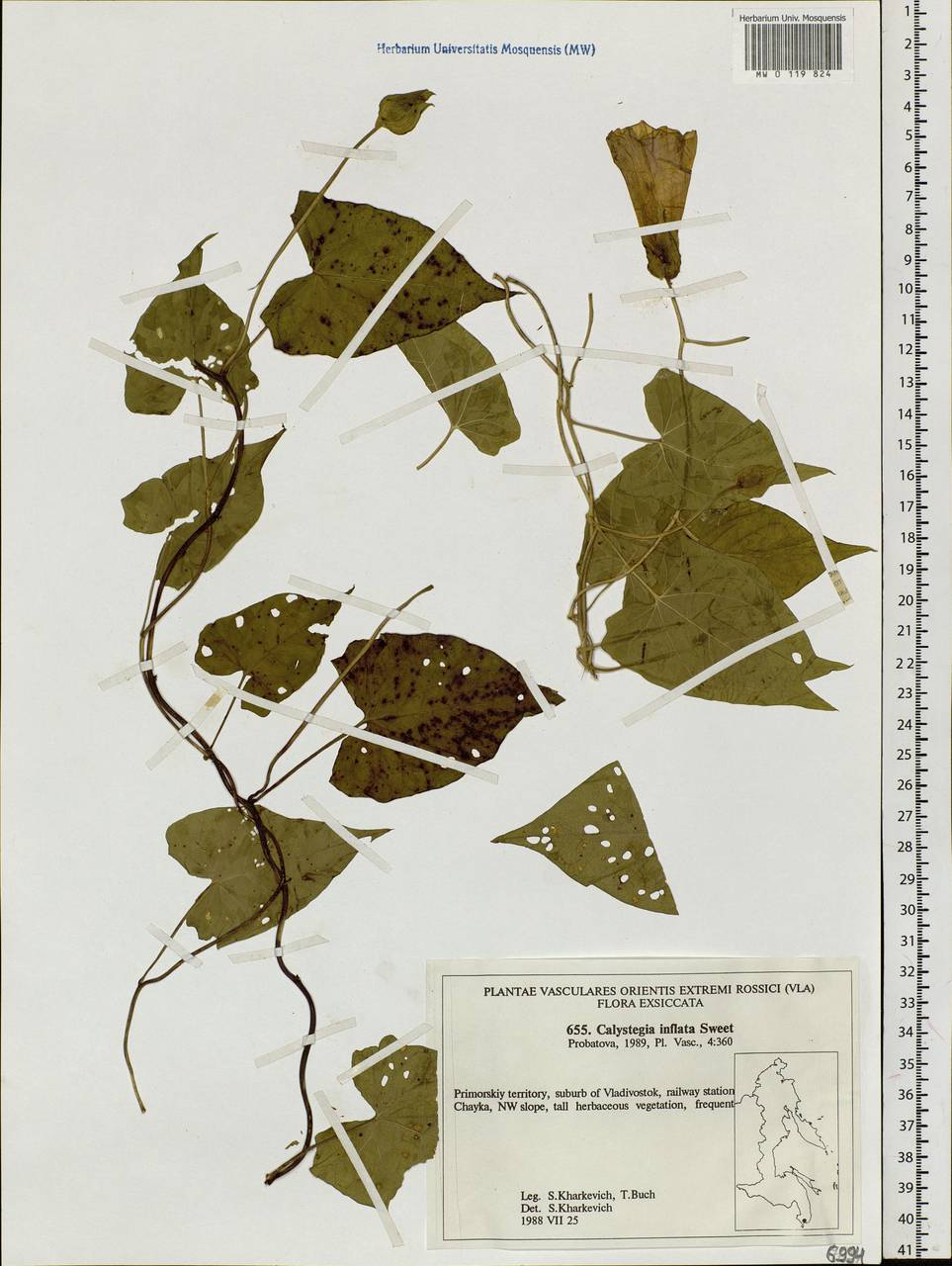 Calystegia sepium subsp. americana (Sims) Brummitt, Сибирь, Дальний Восток (S6) (Россия)