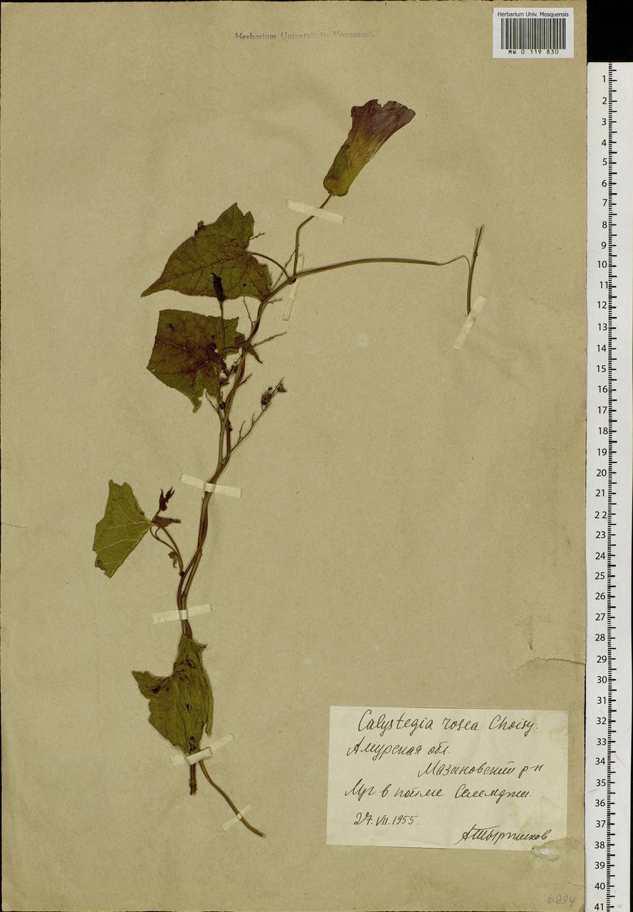 Calystegia sepium subsp. americana (Sims) Brummitt, Сибирь, Дальний Восток (S6) (Россия)