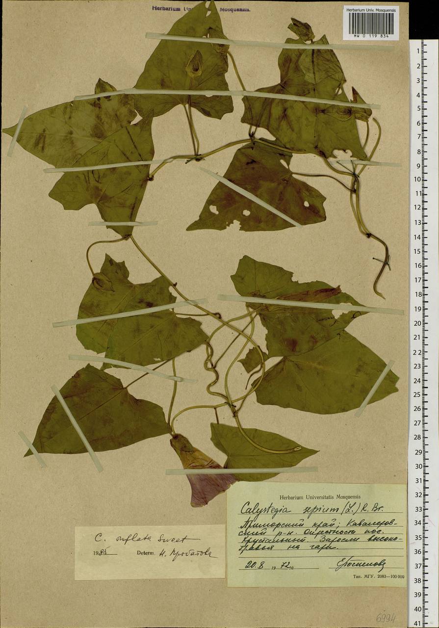 Calystegia sepium subsp. americana (Sims) Brummitt, Сибирь, Дальний Восток (S6) (Россия)