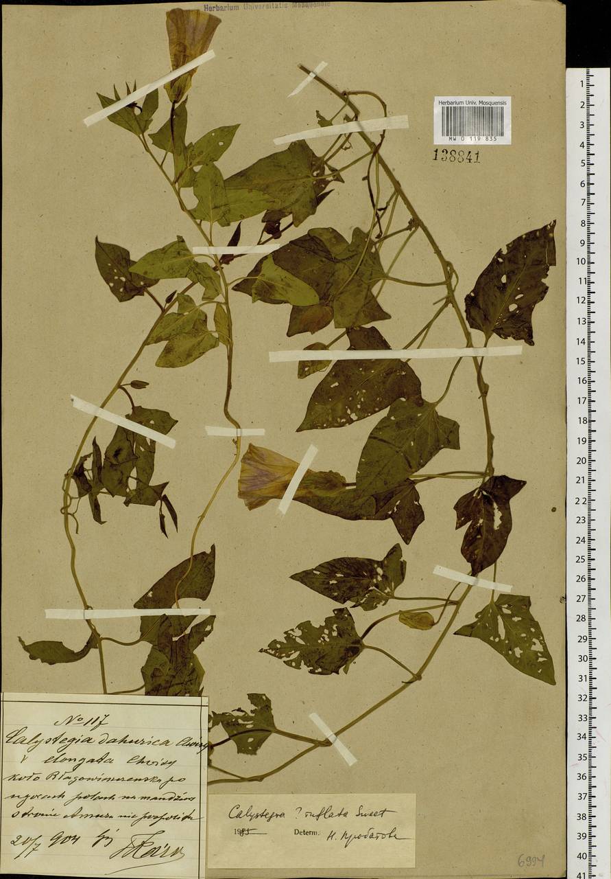 Calystegia sepium subsp. americana (Sims) Brummitt, Зарубежная Азия (ASIA) (КНР)