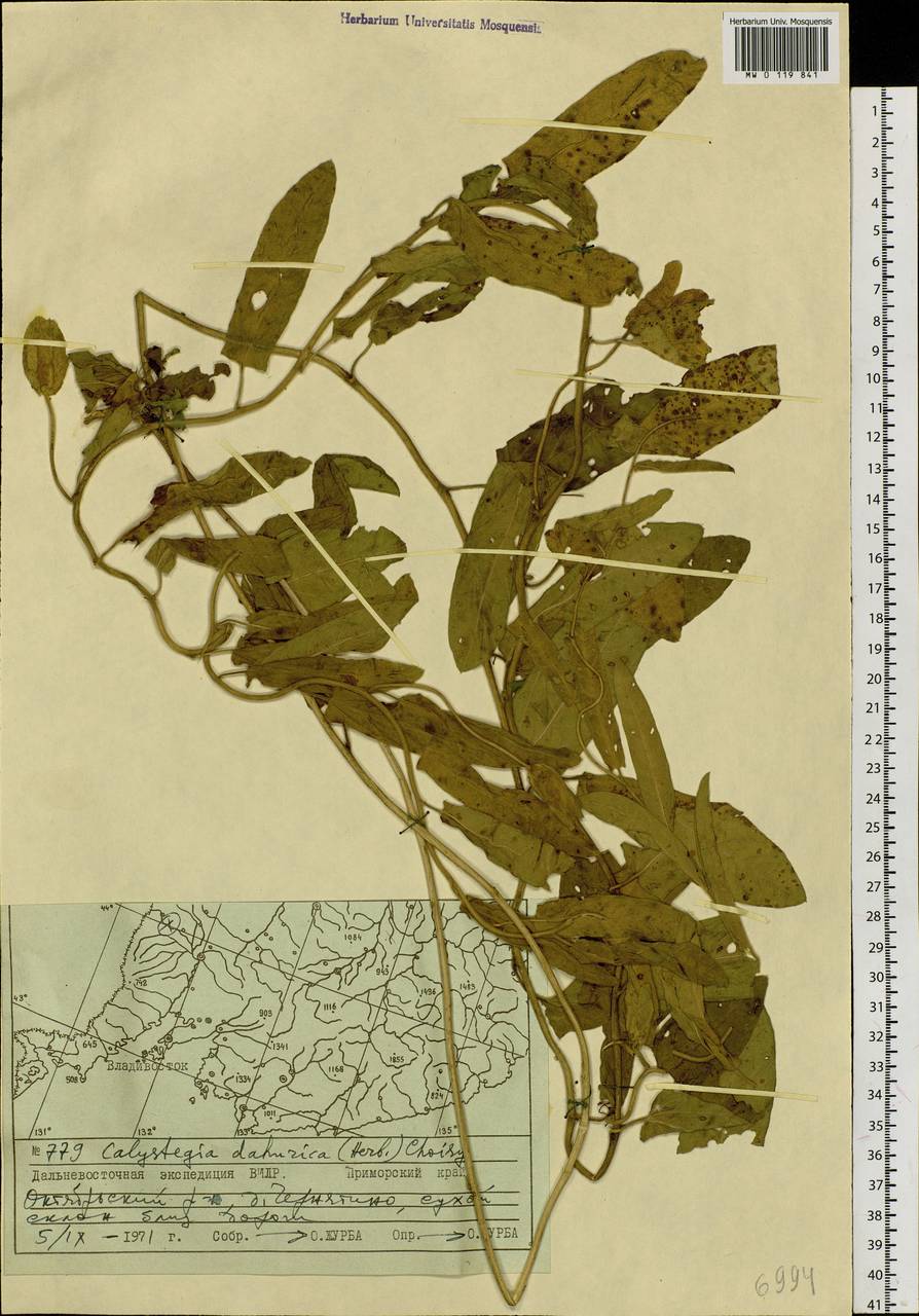 Calystegia pellita subsp. pellita, Сибирь, Дальний Восток (S6) (Россия)